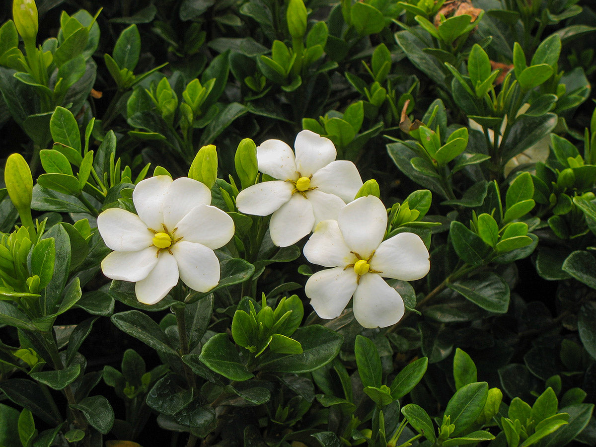 Kleim's Hardy Gardenia