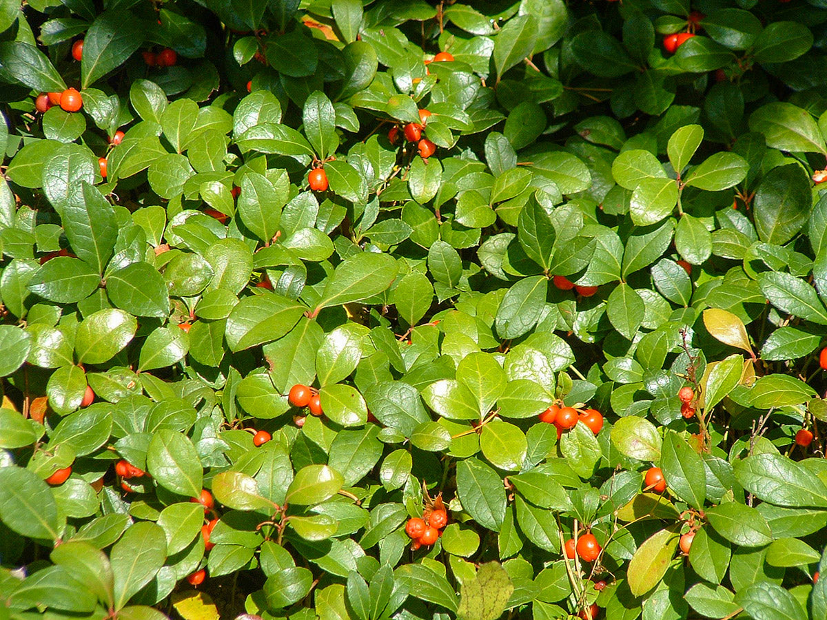 Creeping Wintergreen Gaultheria procumbens
