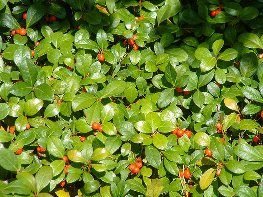 Creeping Wintergreen Gaultheria procumbens