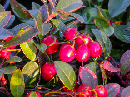 Creeping Wintergreen Gaultheria procumbens