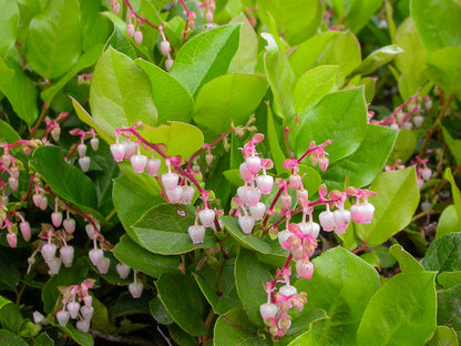 Salal