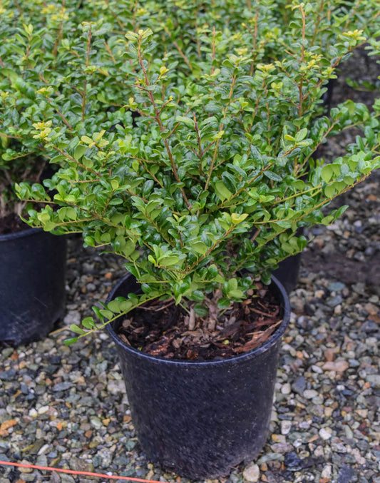 Convex-Leaf Japanese Holly