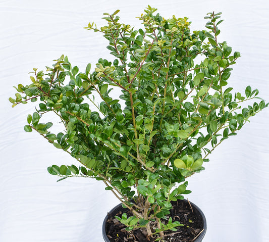 Northern Beauty Japanese Holly