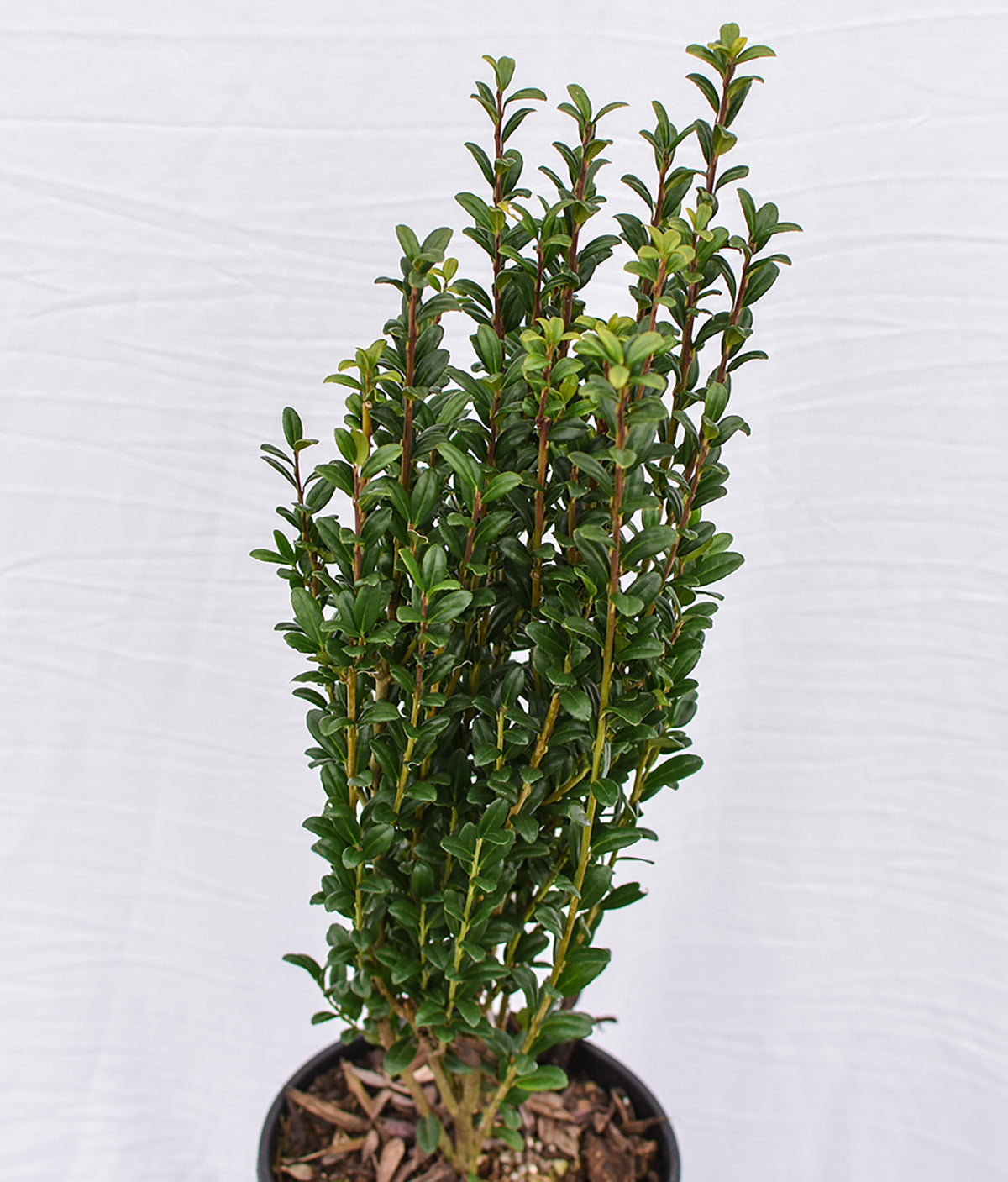 Sky Pencil Japanese Holly