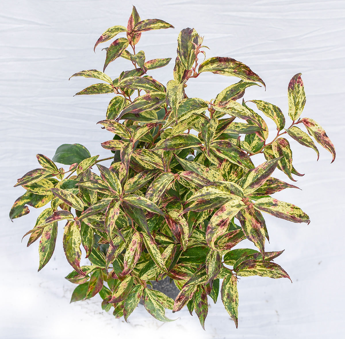 Rainbow Drooping Fetterbush Leucothoe