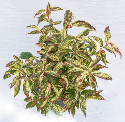 Rainbow Drooping Fetterbush Leucothoe