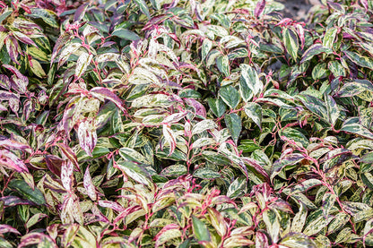 Rainbow Drooping Fetterbush Leucothoe