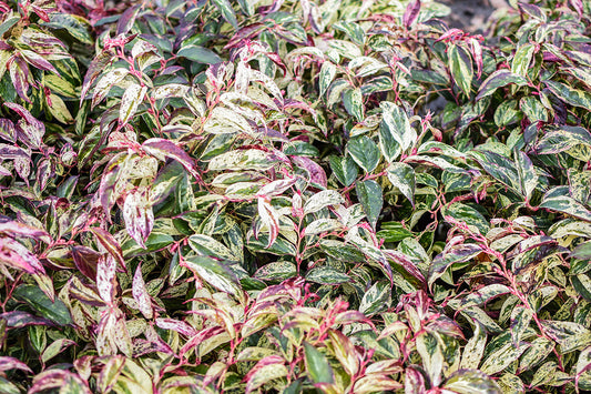 Rainbow Drooping Fetterbush Leucothoe