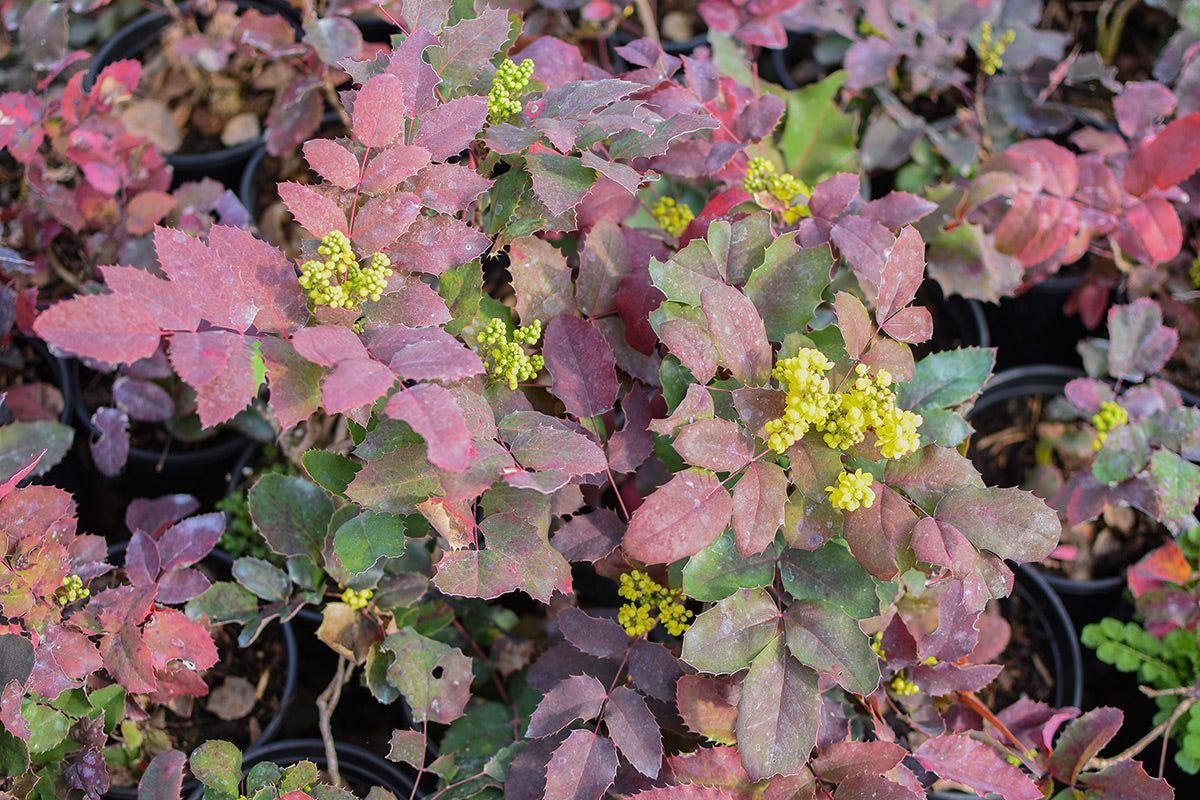 Creeping Mahonia