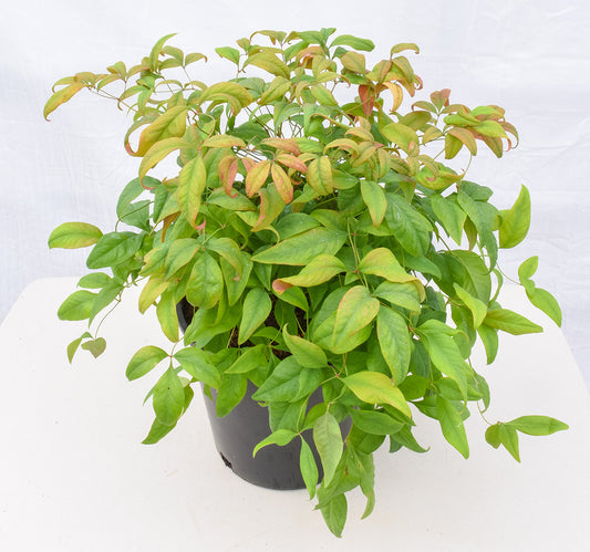 Fire Power Heavenly Bamboo