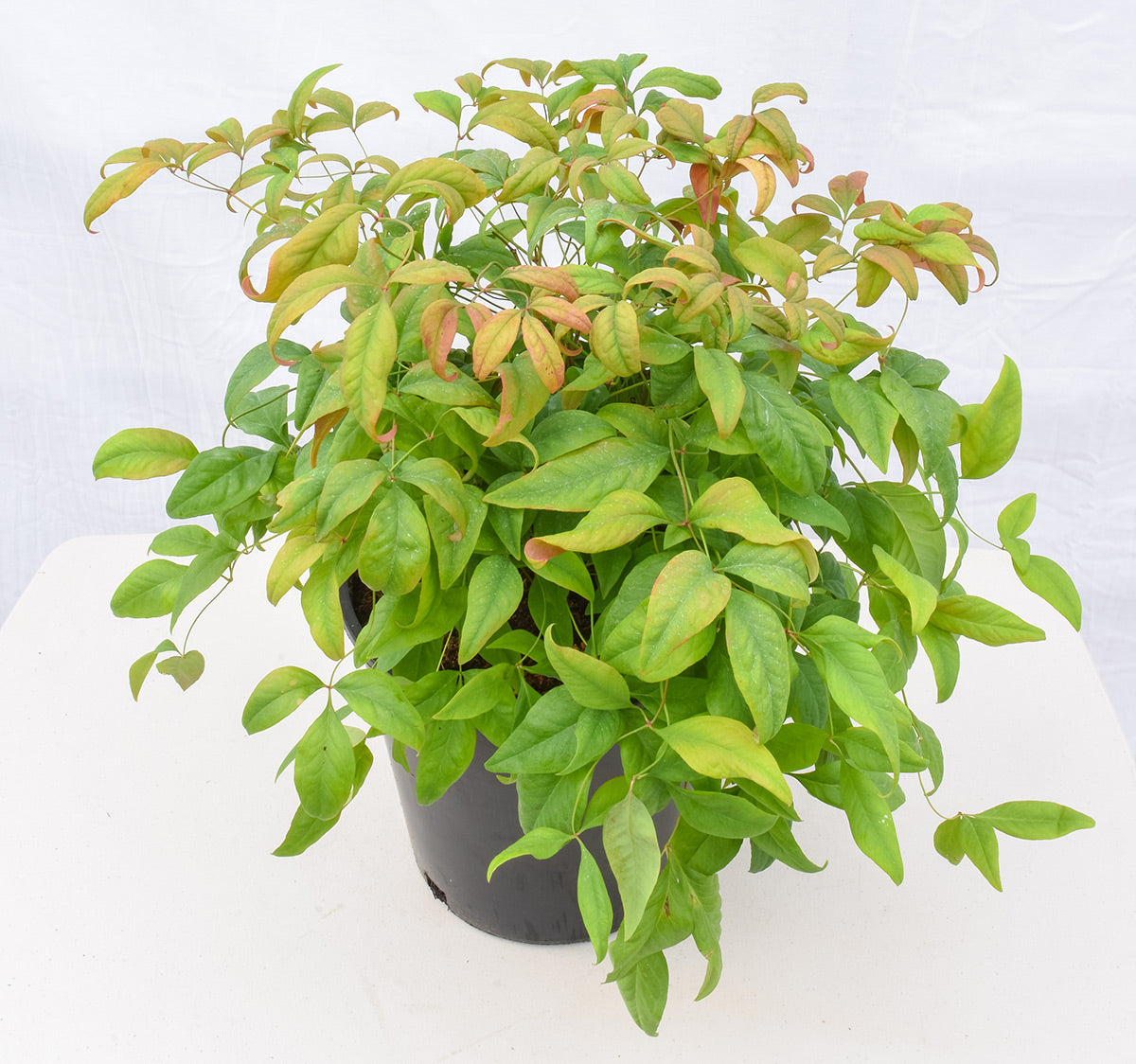 Fire Power Heavenly Bamboo