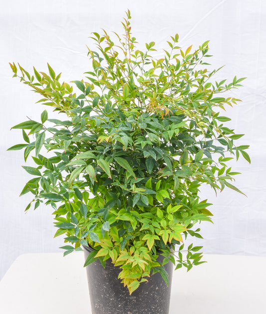 Nandina domestics ‘Gulf Stream’ Heavenly Bamboo