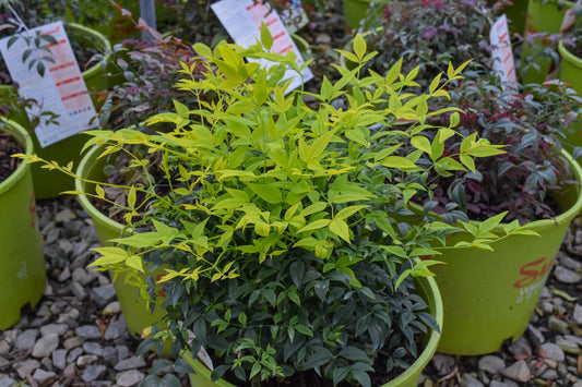Nandina 'Lemon Lime' Heavenly Bamboo