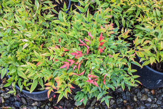 Moon Bay Heavenly Bamboo