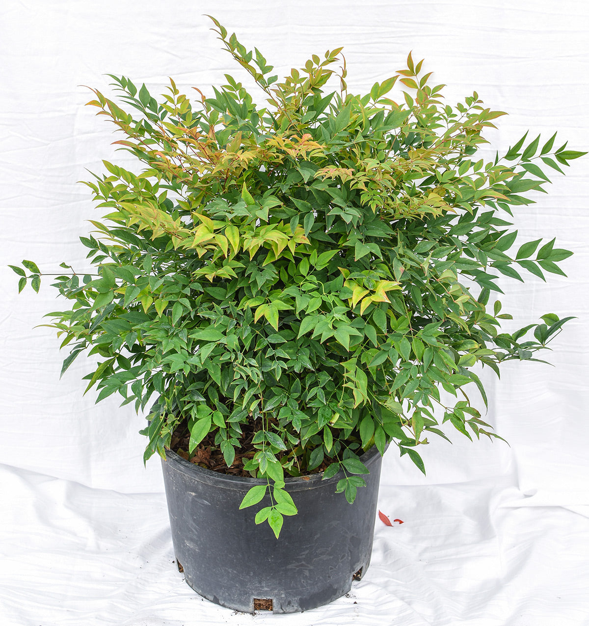 Moon Bay Heavenly Bamboo