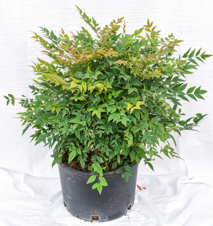 Moon Bay Heavenly Bamboo