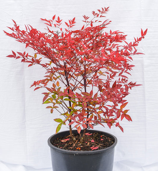 Moyer's Red Heavenly Bamboo