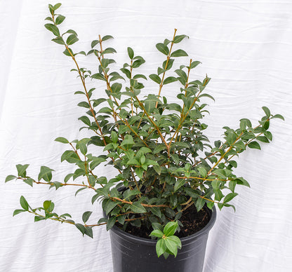 Burkwood Osmanthus