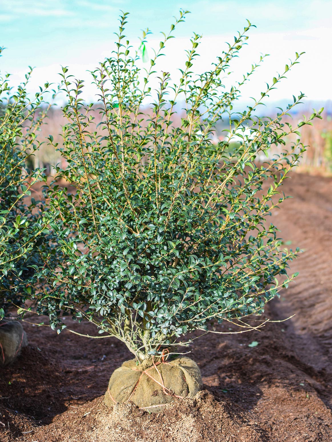 Burkwood Osmanthus