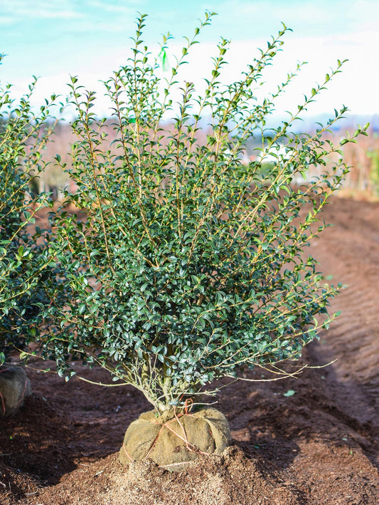 Burkwood Osmanthus