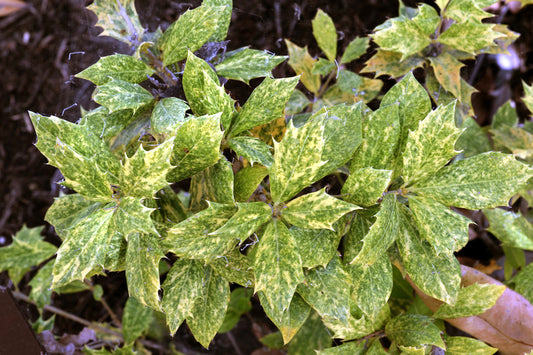 Osmanthus heterophyllus 'Goshiki' Variegated False Holly