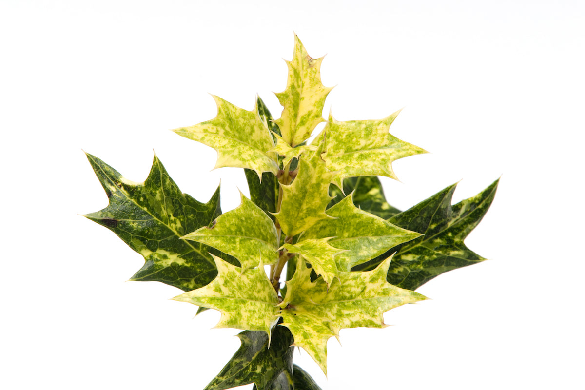 Osmanthus heterophyllus 'Goshiki' Variegated False Holly