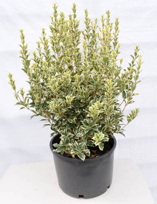 Variegated False Holly