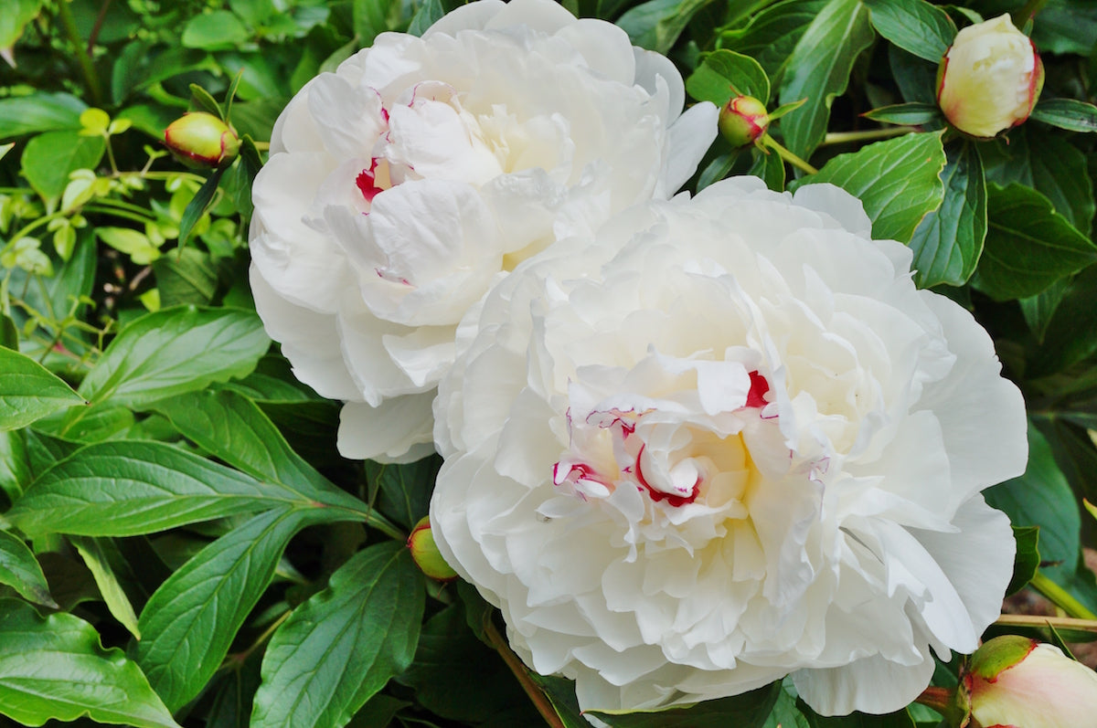 Festiva Maxima Double Peony