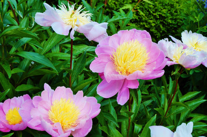 'Raspberry Sundae' Peony