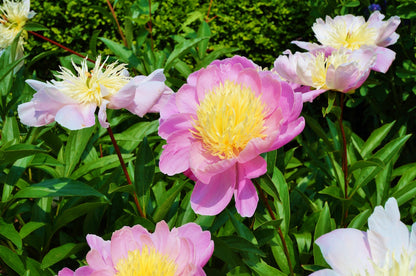'Raspberry Sundae' Peony