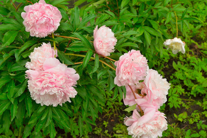 'Sarah Bernhardt' Peony