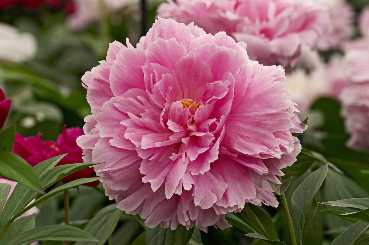 'Sarah Bernhardt' Peony