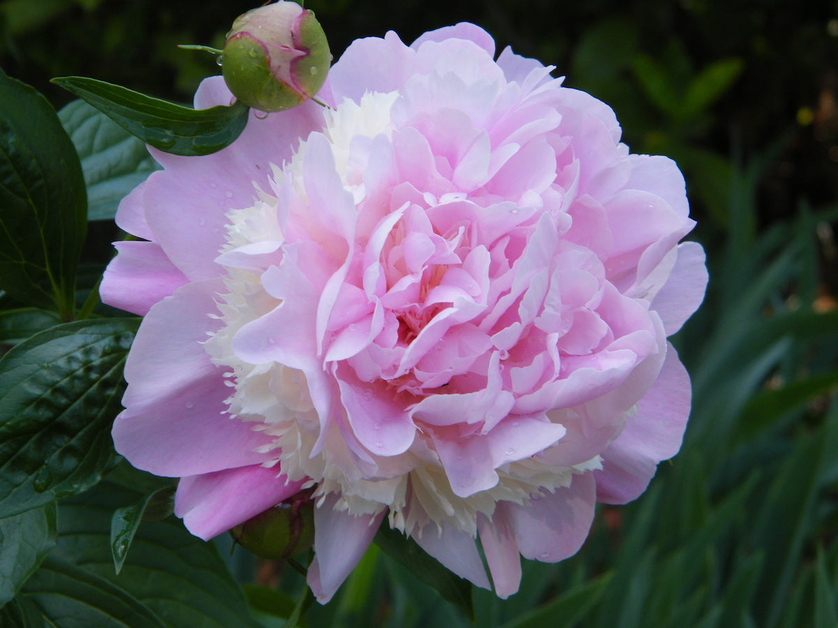 Sorbet Peony