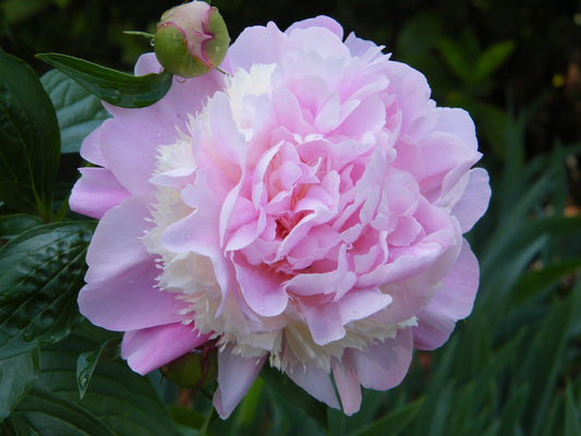 Sorbet Peony