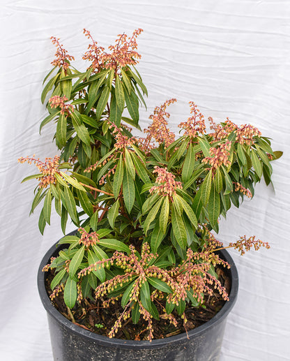 'Forest Flame' Lily-of-the-Valley