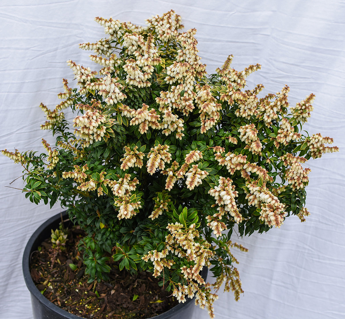 Brookside Miniature Lily-of-the-Valley