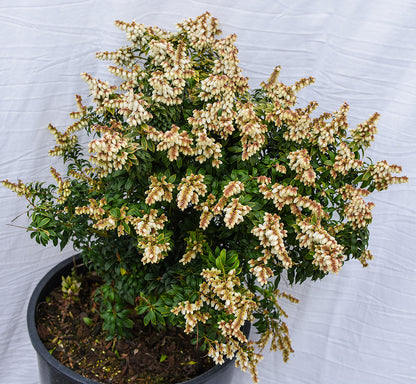 Brookside Miniature Lily-of-the-Valley
