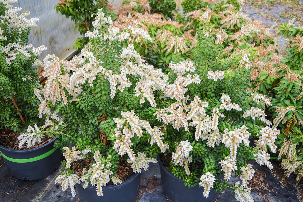 Brookside Miniature Lily-of-the-Valley
