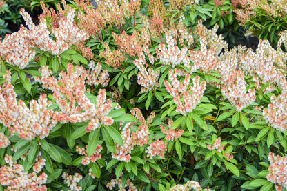 ‘Cavatine’ Dwarf Lily-of-the-Valley Shrub
