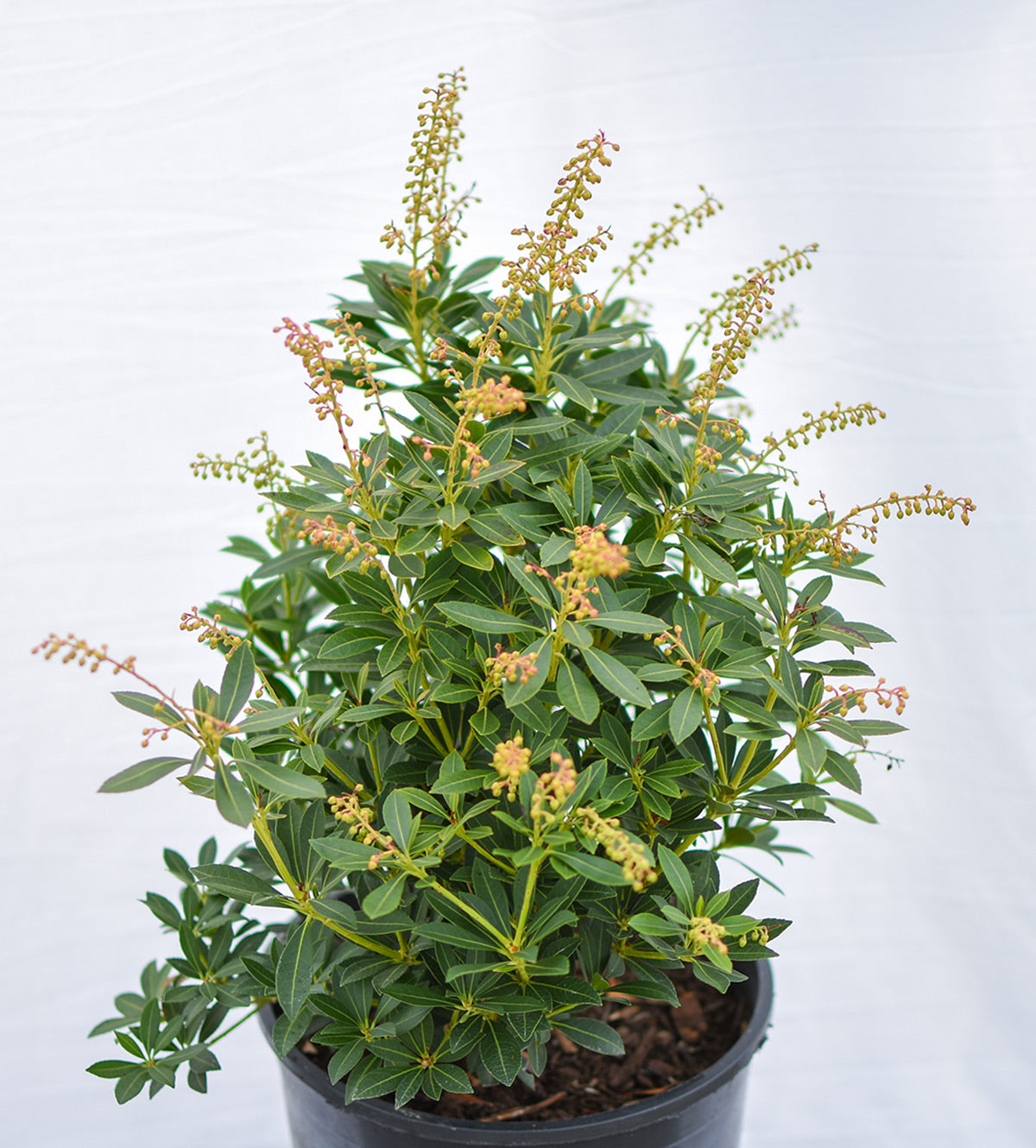 ‘Cavatine’ Dwarf Lily-of-the-Valley Shrub