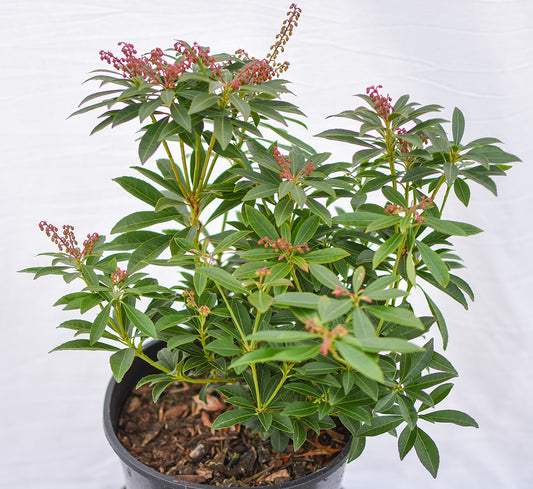 Cupido Japanese Pieris