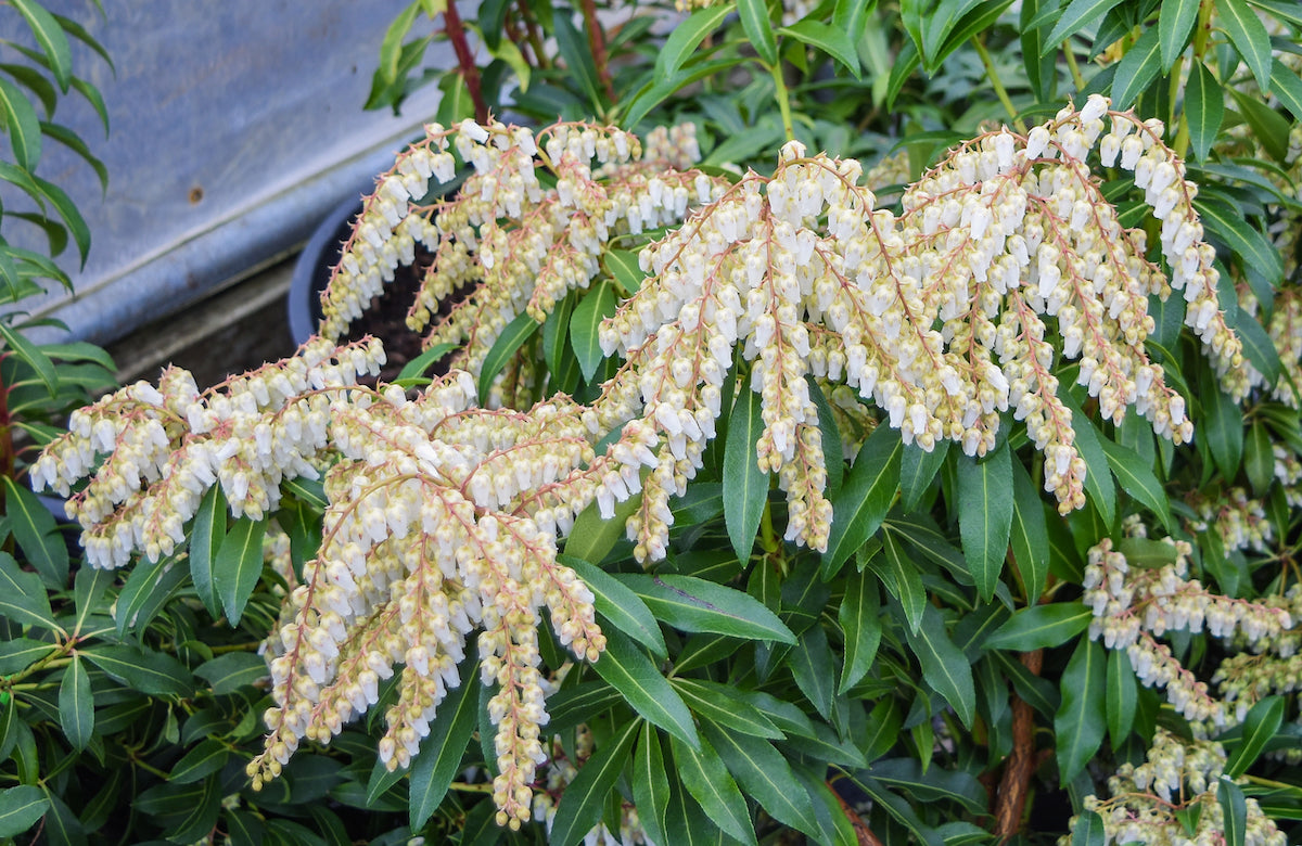 Cupido Japanese Pieris