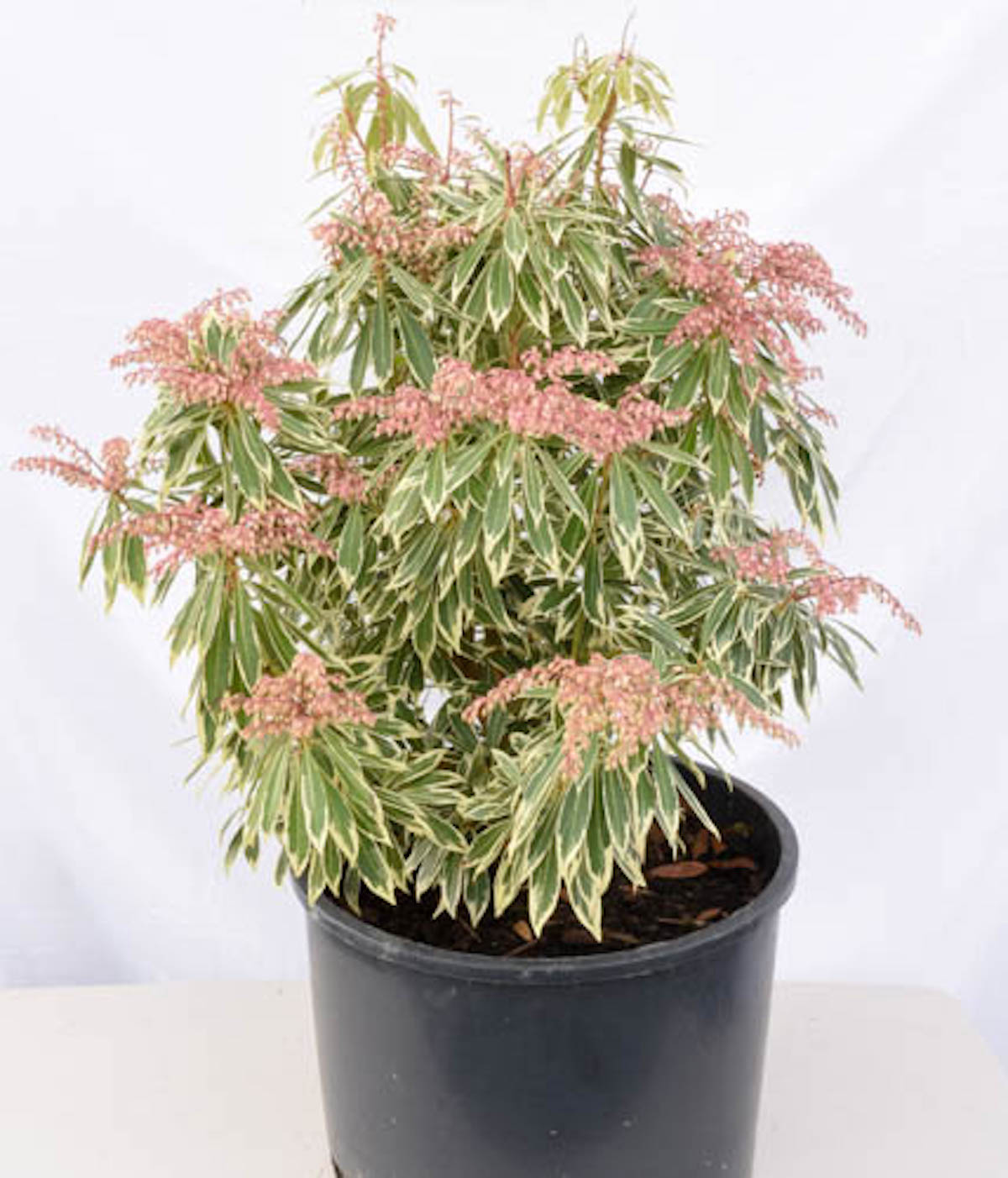 Flaming Silver Lily-of-the-Valley Shrub