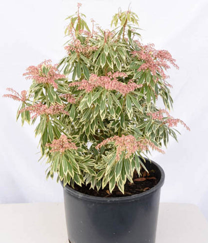 Flaming Silver Lily-of-the-Valley Shrub