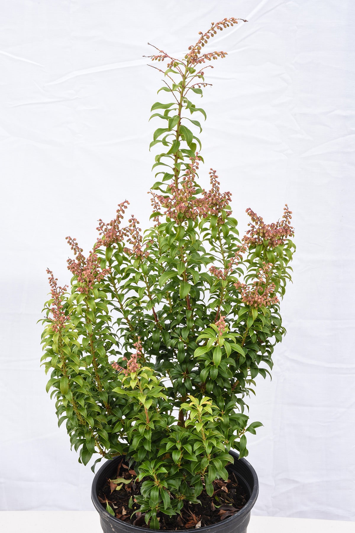 Little Heath Lily-of-the-Valley