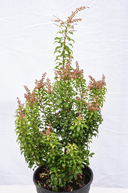 Little Heath Lily-of-the-Valley