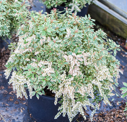 Little Heath Lily-of-the-Valley