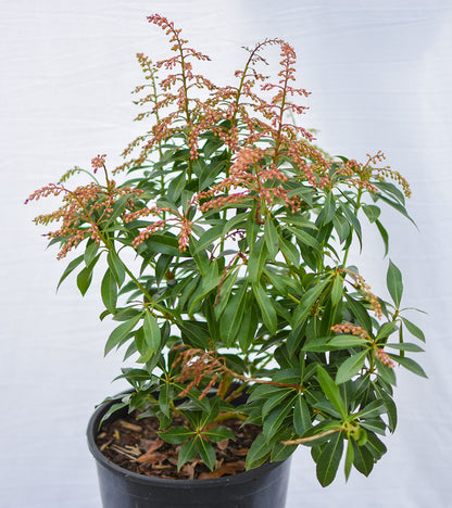 'Mountain Fire' Pieris