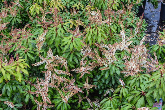 'Mountain Fire' Pieris