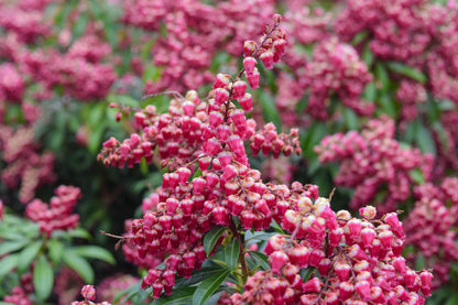 Passion' Lily-of-the-Valley Shrub